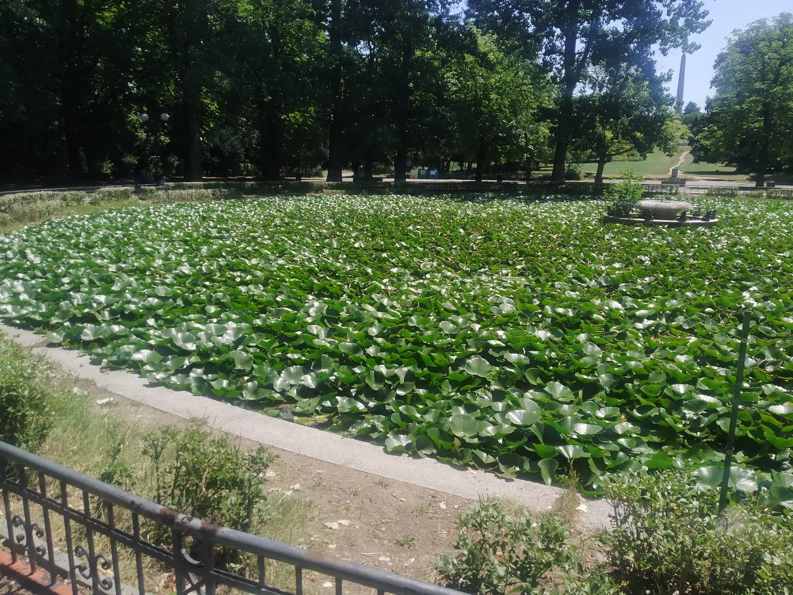 The Lily Pond (Езерото с лилиите) covered in floating green water lily pads in Borisova Gradina Sofia