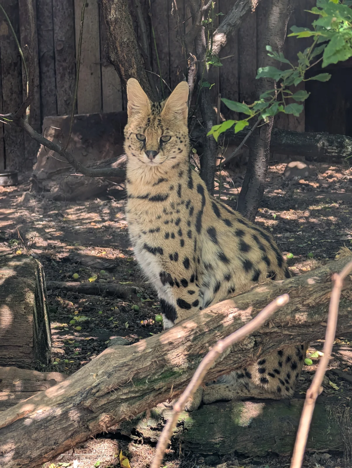 Graceful African serval wild cat with spotted coat standing attentively in Sofia Zoo