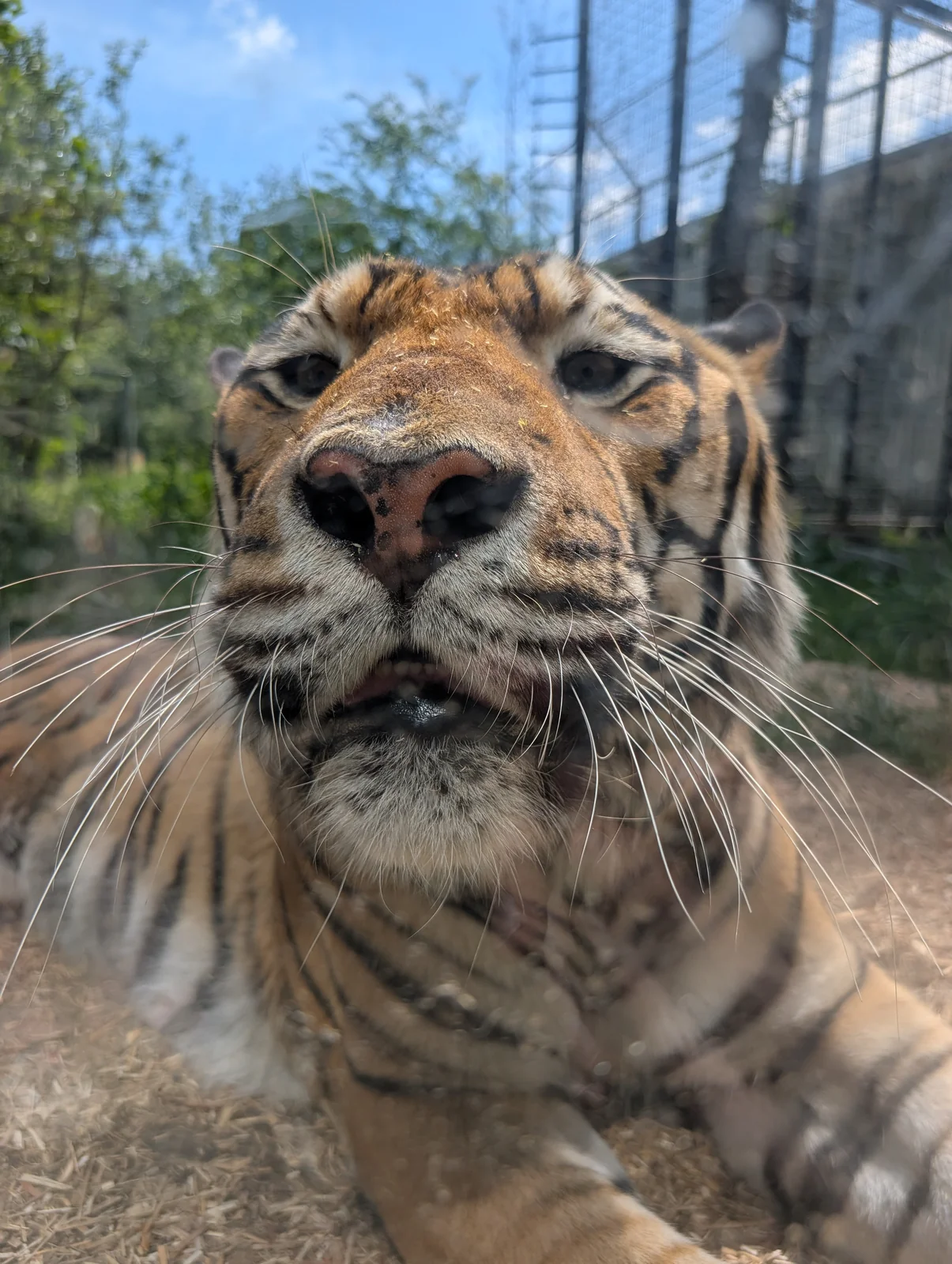 Magnificent Amur Siberian tiger resting in the modernized predator habitat at Sofia Zoo