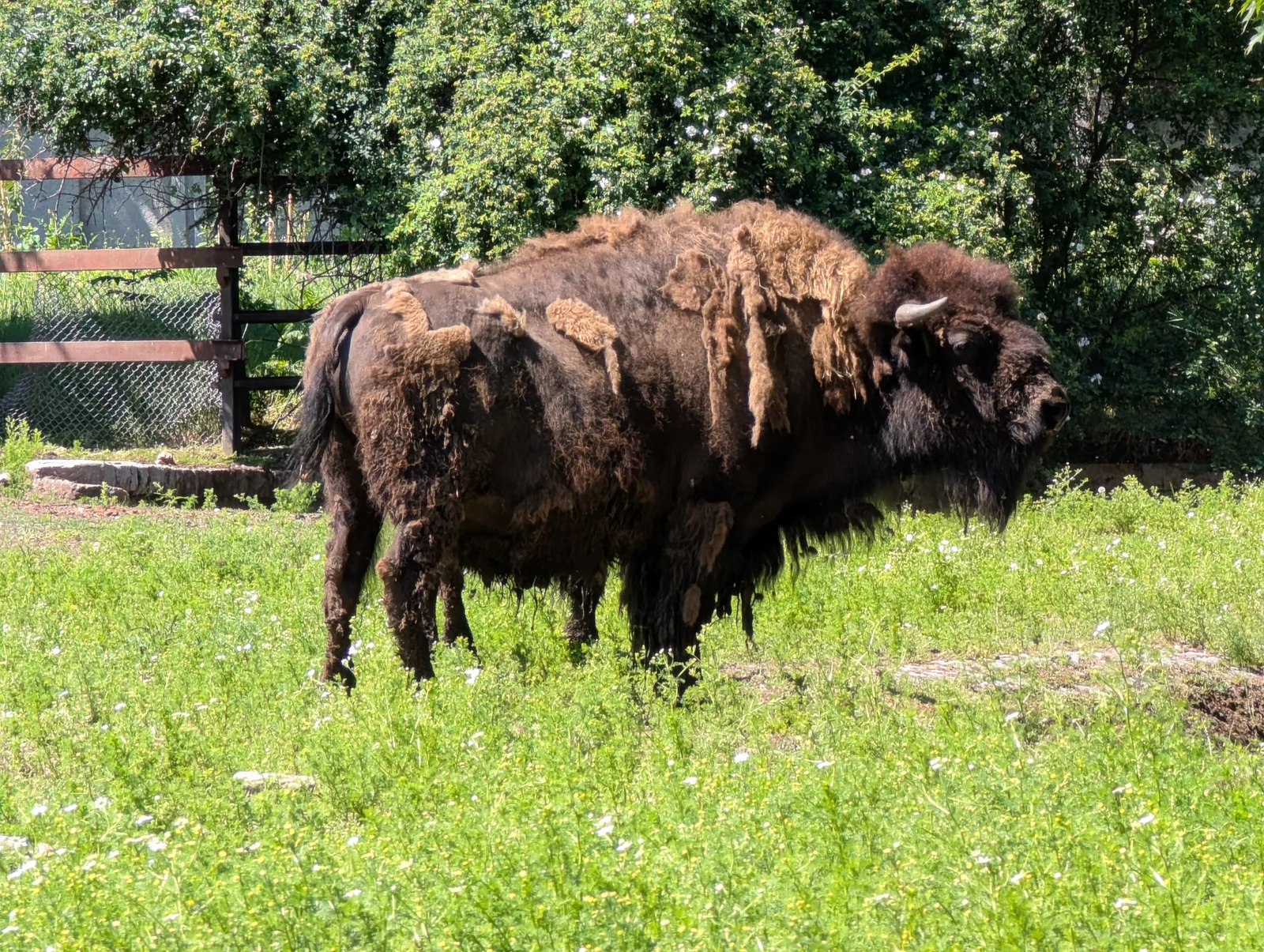 Majestic European bison wisent grazing in spacious green enclosure at Sofia Zoo
