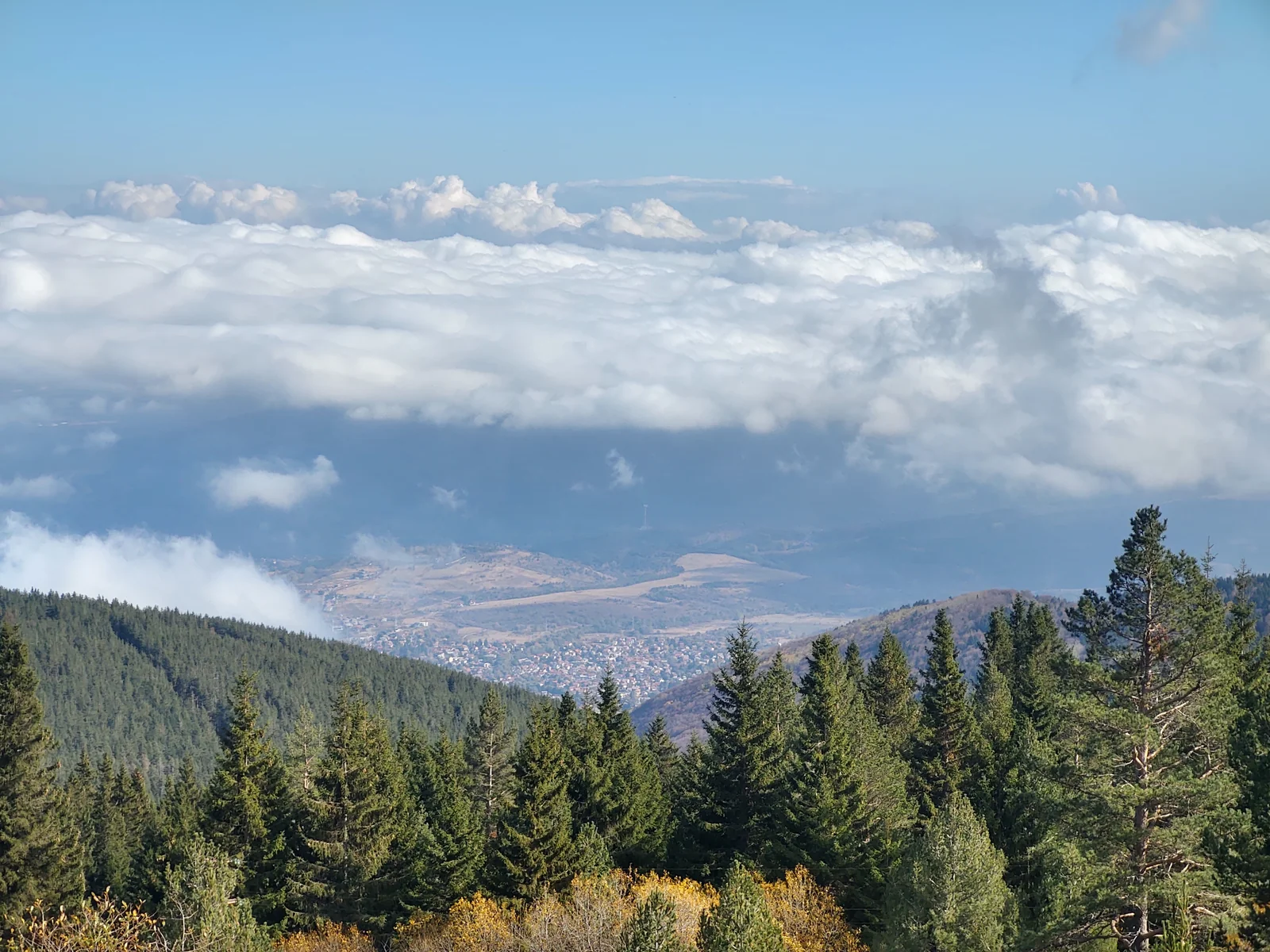 Sub-alpine spruce forest and sea of inversion clouds above the valley on Mount Vitosha
